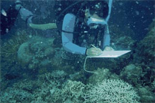 Divers investigating the site